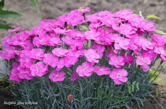 Žydrasis gvazdikas (Dianthus gratianopolitanus) 'Whatfield Magenta'